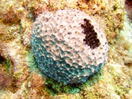 Black Ball Sponge IMG 7069